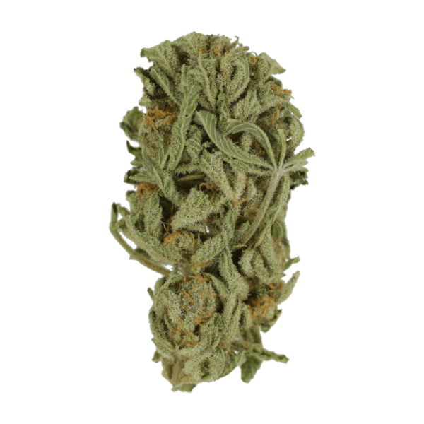 Master Kush Ultra | CannaBudget Canada