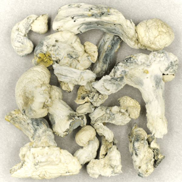 Cambodian Psilocybe Cubensis | CannaBudget Canada