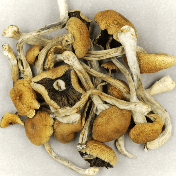 Cambodian Psilocybe Cubensis | CannaBudget Canada