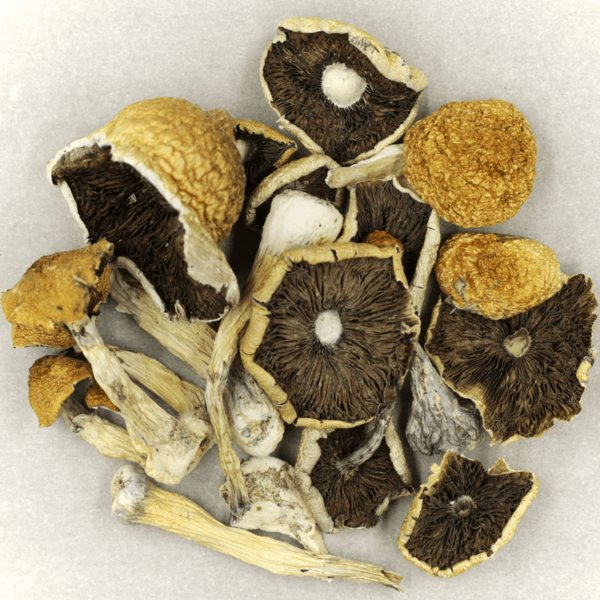 Penis Envy Cubensis | CannaBudget Canada