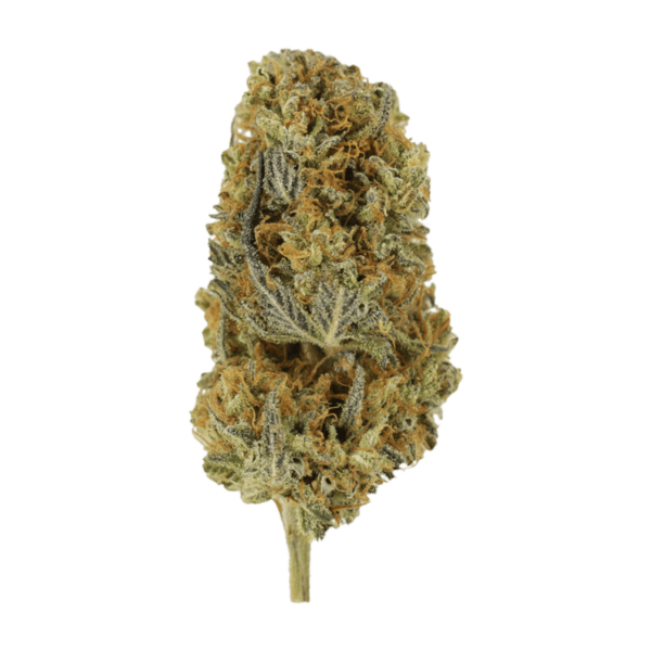 Headband | CannaBudget Canada