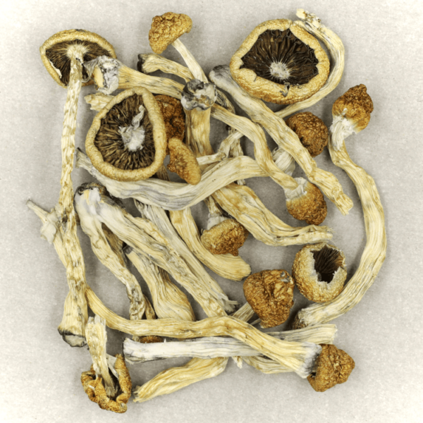 Texas Yellow Cap | CannaBudget Canada