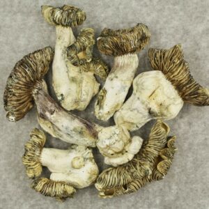White Burma | CannaBudget Canada