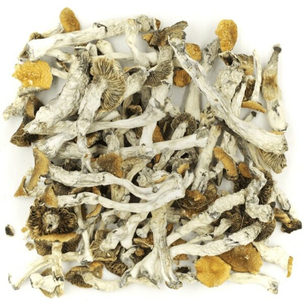 Golden Teacher | CannaBudget Canada