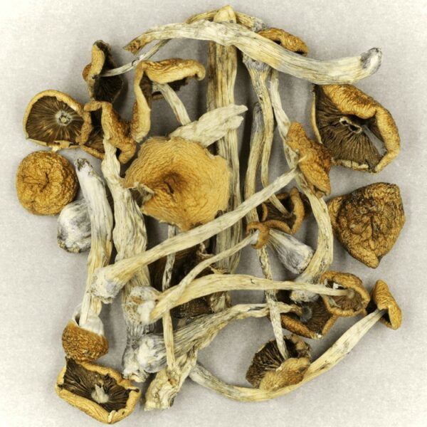 Psilocybe Cubensis Mexicana | CannaBudget Canada