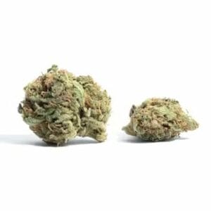 White Truffle (Popcorn) | CannaBudget Canada