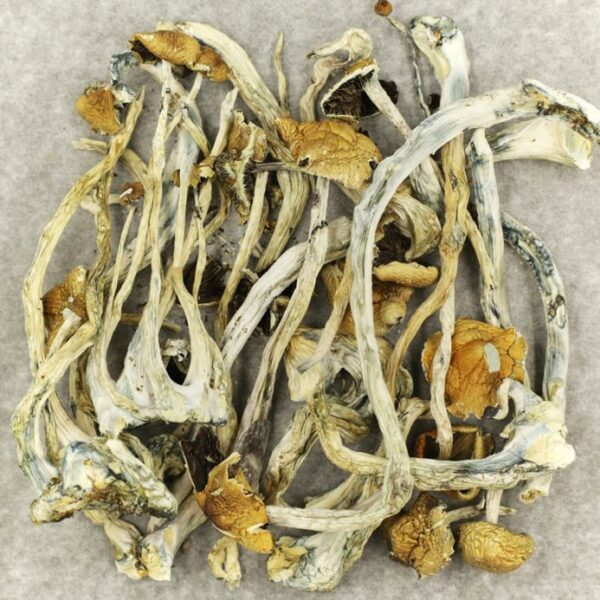 Amazonian Cubensis | CannaBudget Canada