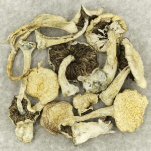 Leucistic Burma | CannaBudget Canada