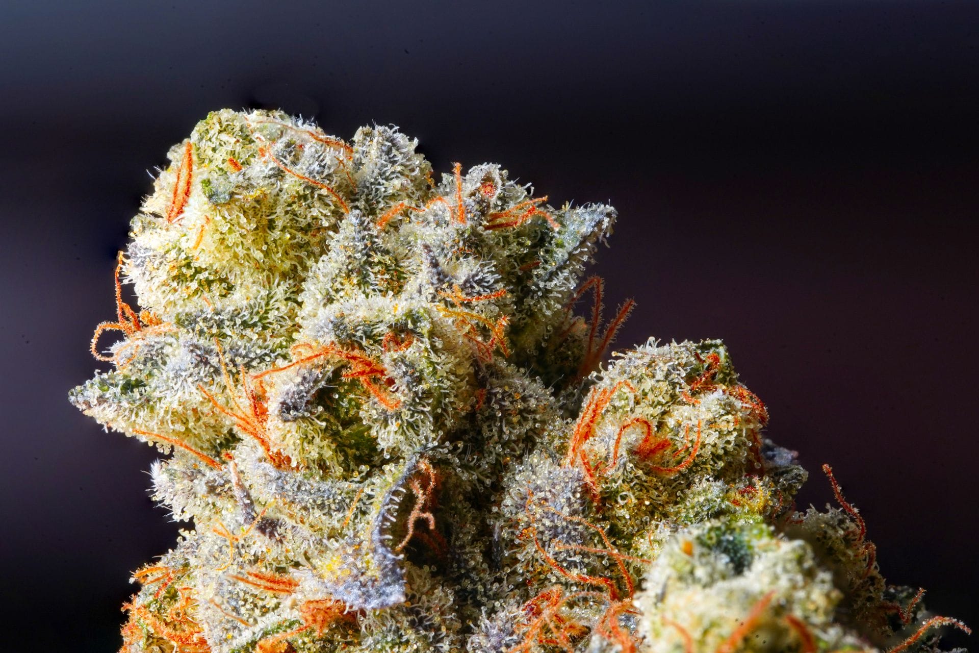 Weed Delivery Canada_ Top Hybrid Selection | CannaBudget Canada